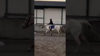 Swim horses foryou horse pony horsesaremylife equestrian jumping daisy meandhorses13 [upl. by Madden]