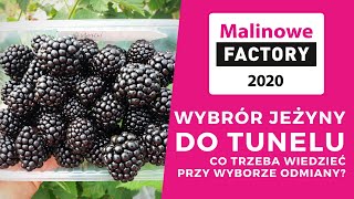 Co trzeba wiedzieć wybierając odmianę jeżyny do uprawy w tunelu [upl. by Eerej]