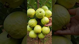 Fast and Easy Way to Grow Guava Trees from Cuttings at Home fruittree growguavatree guavacuttings [upl. by Tail381]