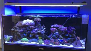 Marine display tank updated [upl. by Torrie]