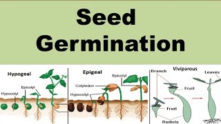 Seed Germination  Definition amp Types  Types of seed germination  NEET  In Hindi [upl. by Eemiaj350]