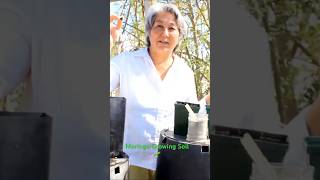 Moringa Growing Soil🌱 from Moringa For Life farm in Vista California soilbiology composting [upl. by Rushing]