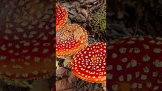 The Wonderful and Healing Fly Agaric mushroom [upl. by Aleekahs]