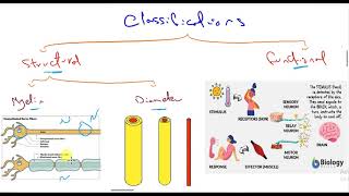 1 Nerve  classification amp properties of nerve [upl. by Ailen]