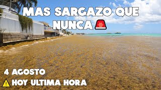 PLAYA DEL CARMEN SARGAZO EXCESIVO🔴HOY ULTIMA HORA 4 AGOSTO 2023🌴PLAYACAR [upl. by Weissberg]