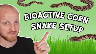 Bioactive Corn Snake Enclosure Setup Pantherophis guttatus [upl. by Yleek]