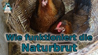 Naturbrut  wie funktioniert das Gluckende Hühner [upl. by Malarkey]