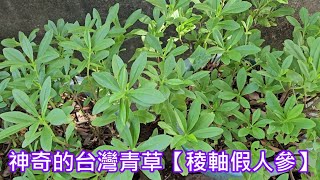 神奇的台灣青草【稜軸假人參】 [upl. by Knowle]