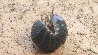 Very Large Roly Poly Bug AKA Pill bug [upl. by Thaddaus855]