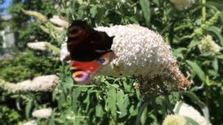 Buddleja davidii  quotWhite Profusionquot 🌷 [upl. by Ihcas]