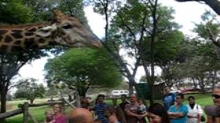 Giraffe feeding at Lion Park Johannesburg [upl. by Mylan939]