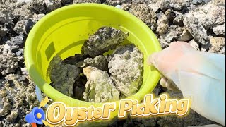 Oysters amp Clam Harvesting  Nanaimo Vancouver Island BC  2024 [upl. by Goldfarb]