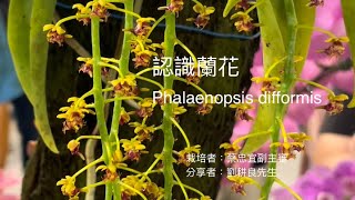 認識蘭花：Phalaenopsis difformis 羽唇蝴蝶蘭20240805 TOGA月例審查會栽培者：蔡忠宜副主審分享者：劉耕良準審查員 [upl. by Halac938]