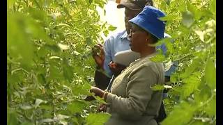 Greenhouse tomato farming [upl. by Aitas]