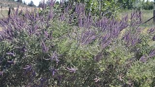 Leadplant Amorpha canescens [upl. by Nerot]