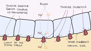 How do Thiazide Diuretics Work Understanding Bendroflumethiazide and Indapamide [upl. by Panthia]