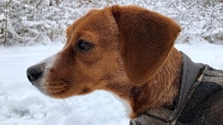 Honey The Cheagle  her first snow Chihuahua  Beagle  Cheagle [upl. by Paddy488]