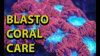 Blastomussa Coral Care amp Tips [upl. by Leia]