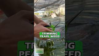 TRIMMING amp POTTING PEARL WEED INHOUSE [upl. by Acisey]