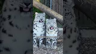 Snow leopard can’t sleep when she’s pregnanther husband’s behavior warms the heart animals love [upl. by Childs]