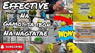 MABISANG GAMOT SA NAG TATAE NA IBONPAANO NATIN MAIWASAN ANG PAGTATAE NG ATING IBON parakeets [upl. by Balbinder]