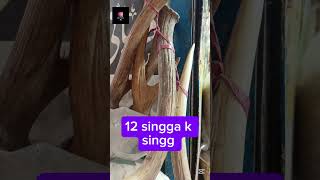 Barasingha 12 singha viralvideo viralreel video vlog viralshort viralshort vtuber youtuber [upl. by Almita]