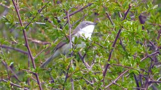 Goldcliff Birding 189  Lesser Whitethroat Avocet Dunlin 4K [upl. by Trebbor]