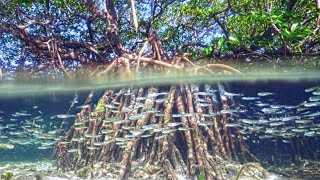 Marine Life in The Mangroves Coast [upl. by Allerbag]