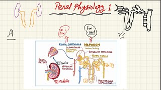 Renal Physiology Introduction [upl. by Ablem]