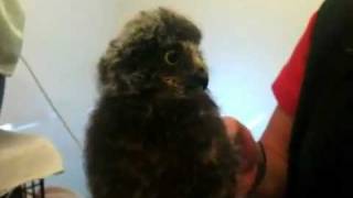 Baby ruru  morepork  at The Nest  Te Kohanga at Wellingt [upl. by Nithsa397]