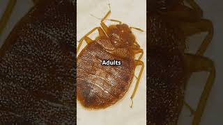 How to Identify Bed Bugs with Pictures [upl. by Alvy]