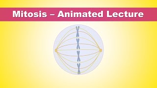 Mitosis Phases  Animated Lecture Embryology [upl. by Zosima]