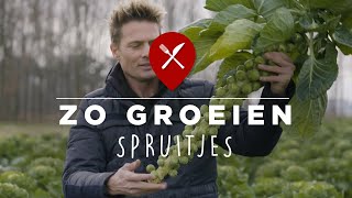 Hoe groeien spruitjes [upl. by Phineas148]