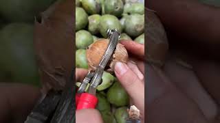 fruit walnut food walnuttree satisfying jackfruit yummy ytshorts fruitfood walnuts foryou [upl. by Daniel]