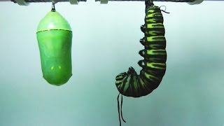 Monarch Butterfly Metamorphosis timelapse FYV [upl. by Aikyt]