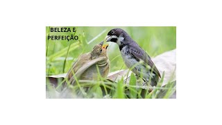 BELEZA E PERFEIÇÃO [upl. by Nagoh]