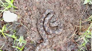 Saw Scaled Viper Video  Snakes In India [upl. by Latsirc]