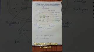 Photosynthesis in plants l easy handwrittenotes biologynotes neet ytshortsviral [upl. by Esej977]