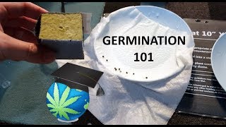 How To Germinate Cannabis Seeds  GUIDE [upl. by Bozovich]