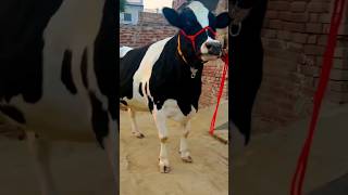 cow milkpower highmilkcow cattle dairy a2milkcow farming dairycows bull hfcowsforsel cow [upl. by Nura497]