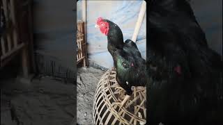 Si bulbi kakiayam ayamalas shortvideo aseelmurga ayamkatehias rooster ayam chicken ayamayam [upl. by Enomed]