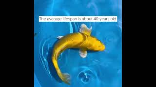 Average koi lifespan [upl. by Yarb]