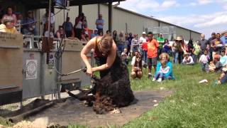 Shearing Demo at 2014 Maryland Sheep amp Wool Festival [upl. by Bay]