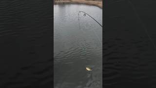 Winter time panfishing Tank bluegill slams Trout magnet [upl. by Rosenberger]