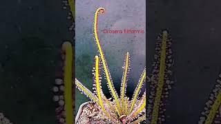 Drosera filiformis ‘Florida Red’ timelapse [upl. by Giesser]