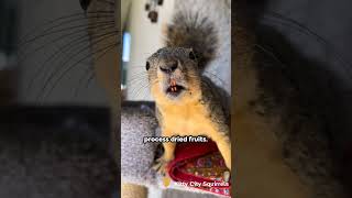 Can squirrels eat raisins 3 Things to Know squirrel raisins interestingfacts [upl. by Mide]