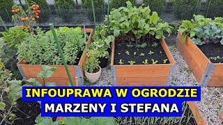 infouprawa W OGRODZIE Marzeny i Stefana Początkujący Ogrodnicy i Uprawa Pomidorów Arbuza Cukinii [upl. by Yarb]