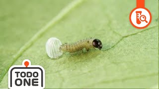 🦋Life Cycle Butterfly  Who will I be  From Caterpillar to Butterfly  Science for kids [upl. by Adyela]