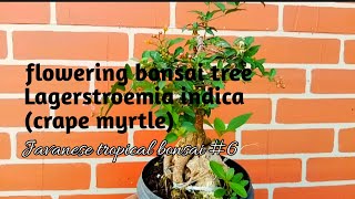 flowering bonsai tree lagerstroemia indica crape myrtle 6 Javanesetropicalbonsai [upl. by Adriel]