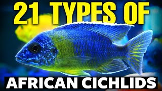 21 BEST Types Of African Cichlids 🐟 [upl. by Plante476]